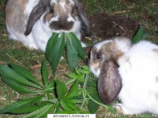 :nebun: funny pictures